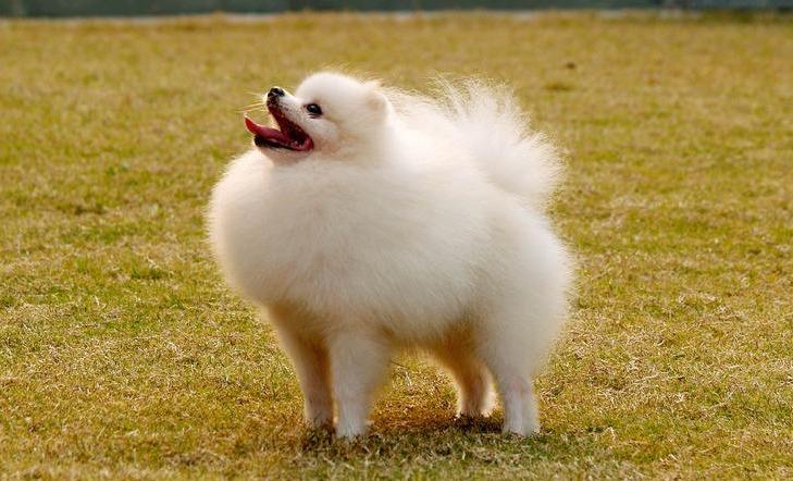 怎么挑选好的博美犬,如何选到健康的博美犬