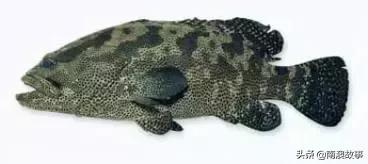 潮汕热销海鲜品种,潮汕常见的海鲜大全