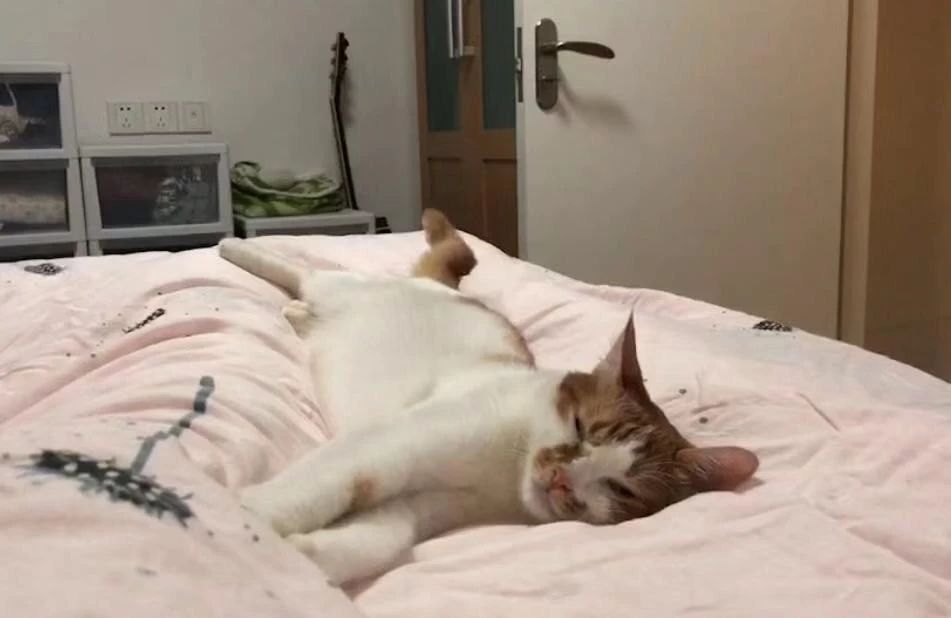 为什么猫咪便便这么臭,怎么让猫咪的便便不臭