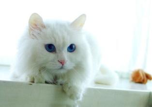 我家猫咪阴部出血，难道是来月经吗？