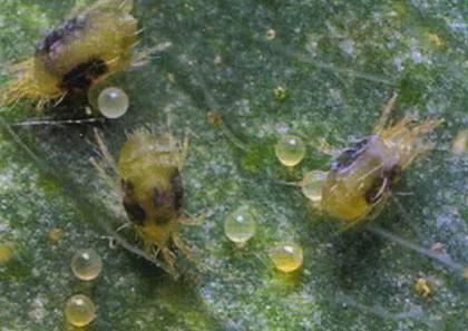 樱桃常见病虫害有哪些,樱桃常见病虫害有哪些症状