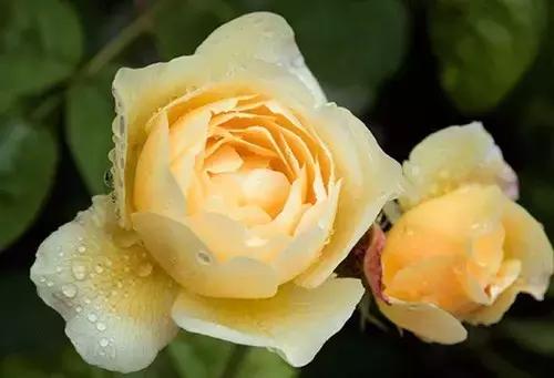 最漂亮10种微型月季,新手必入这8种月季漂亮好养