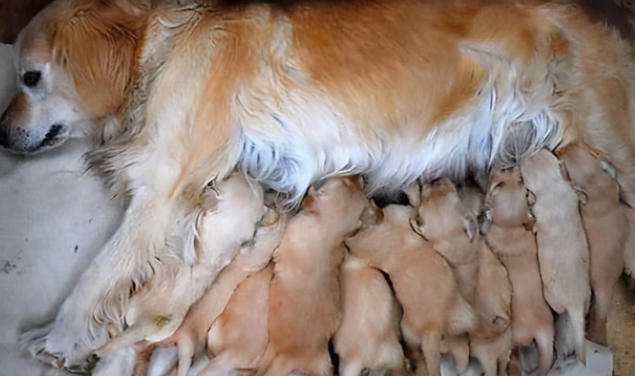 为什么母狗会咬死自己的幼崽,母狗为什么会咬死自己的孩子