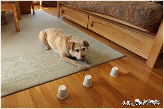 让狗狗安静下来的最简单办法,学会以下招数让狗狗训练有素