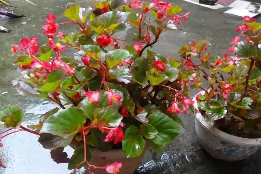 四季海棠暖气房养为啥不开花,四季海棠开花后的修剪方法图解