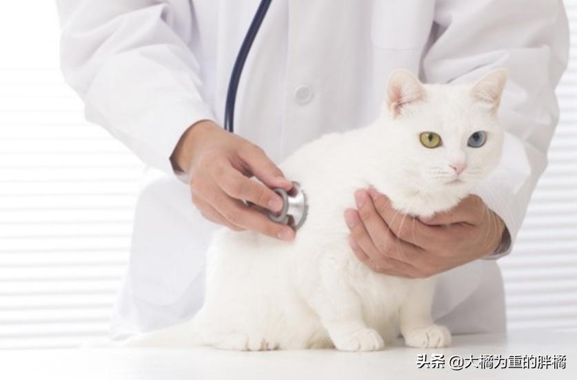 猫咪时不时吞口水怎么回事,猫咪总是咽口水是什么原因