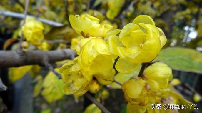 素心腊梅坚毅忠贞,高风亮节浩然正气