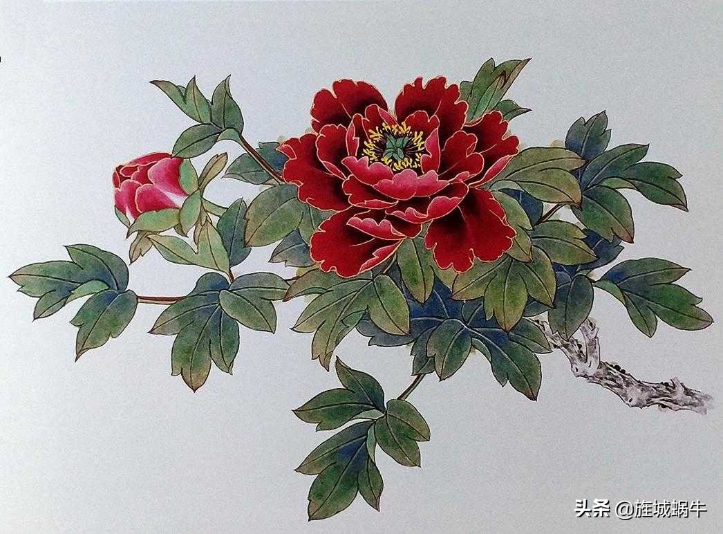 青龙卧墨池牡丹怎么养,青龙卧墨池牡丹形状