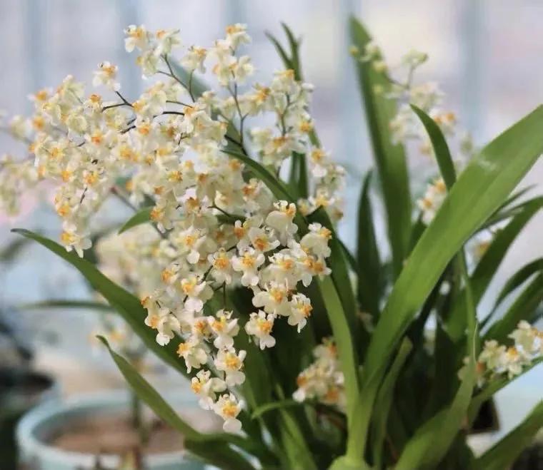 梦香兰的养殖方法,梦香兰花苗