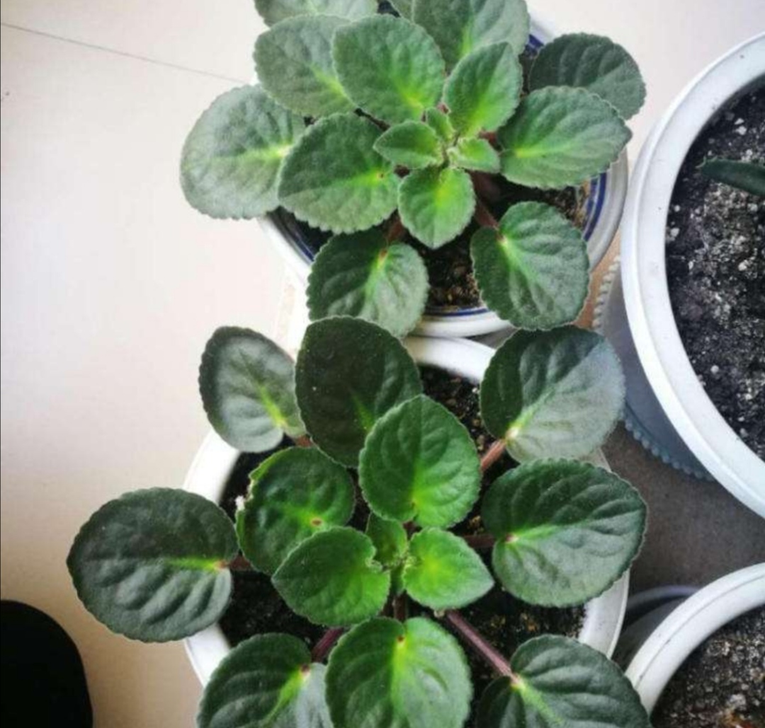 怎样养紫罗兰,家里养紫罗兰风水好吗