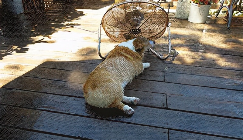 有什么防暑小妙招,狗狗防暑小常识