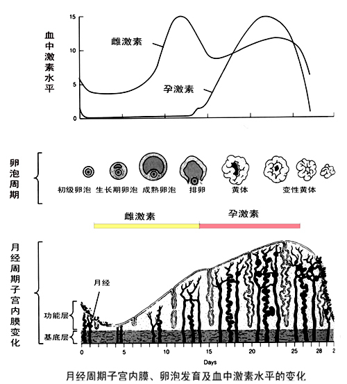 卵巢周期性变化和激素水平,女性激素周期性变化曲线图