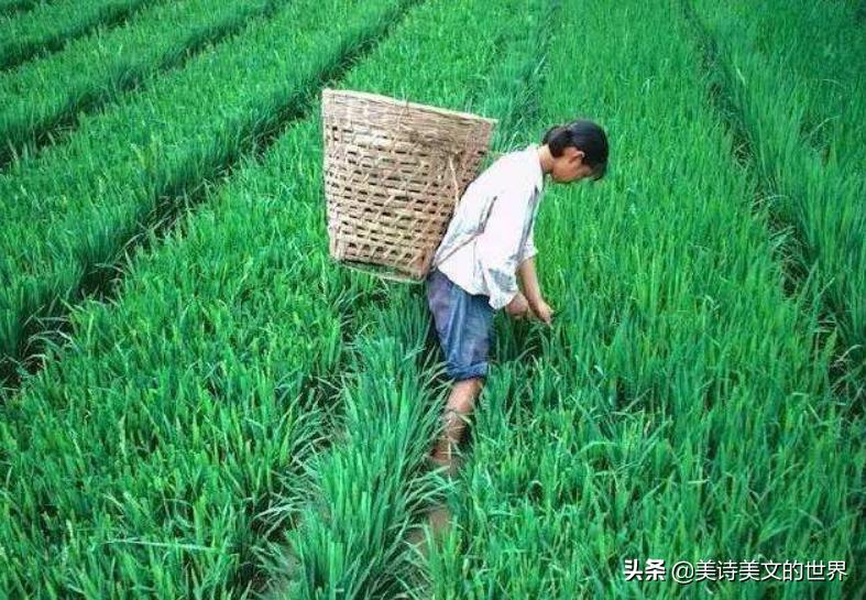 农民为妻子写了首诗：《我的老婆很黑》，通俗易懂，感动不少网友