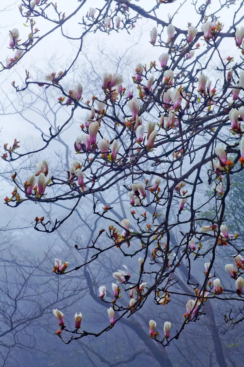 安徽春天美丽的视频,安徽美丽的春天