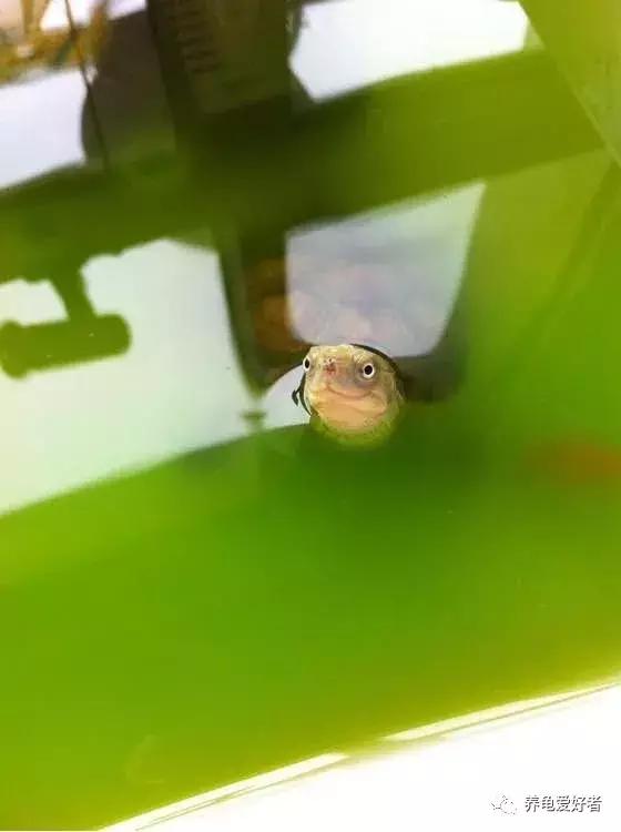 新手养龟要注意什么,关于新手养龟需要注意的几个问题