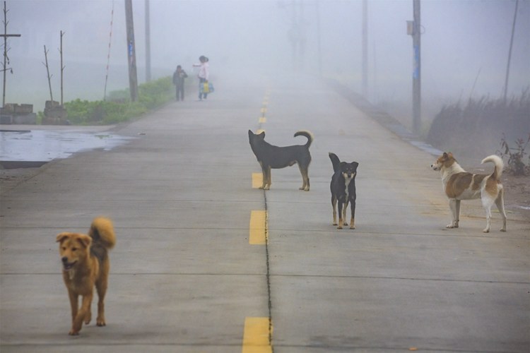 我10岁的时候被狗咬过,10岁那年被狗咬了原视频