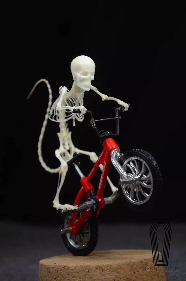 捡的动物尸体做标本收藏,现场解剖动物尸体