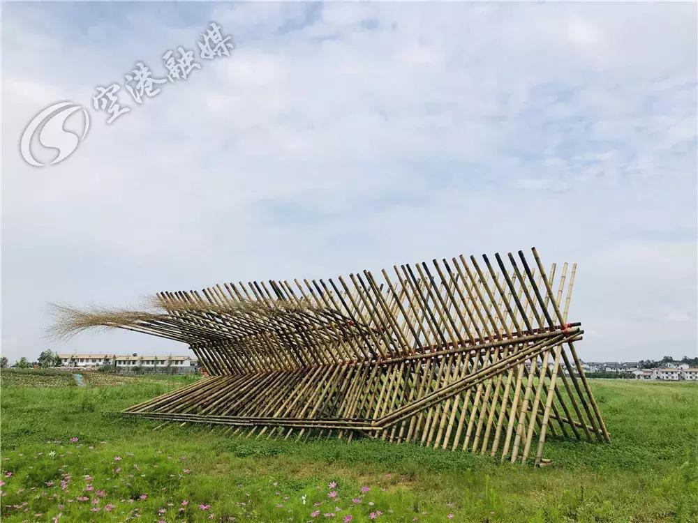 双流哪里可以赏花看飞机,双流附近赏花攻略路线