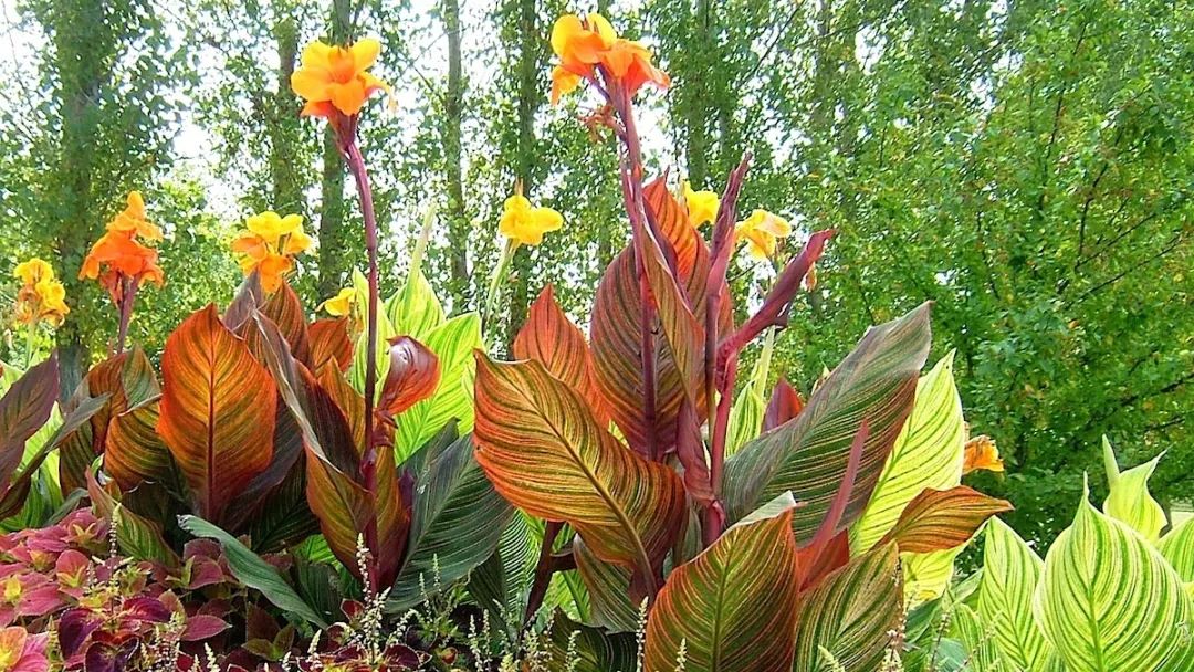 美人蕉有什么特别,美人蕉的十大特点