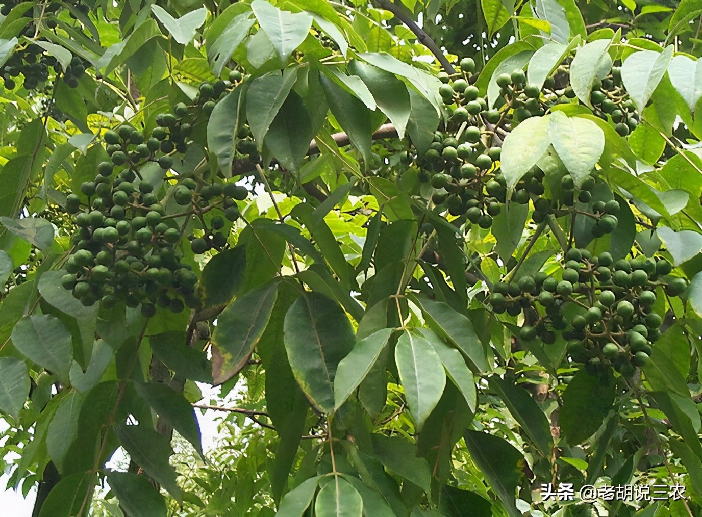 号称“植物青霉素”,可用来制作枪托,难怪元柏8000元/方呢