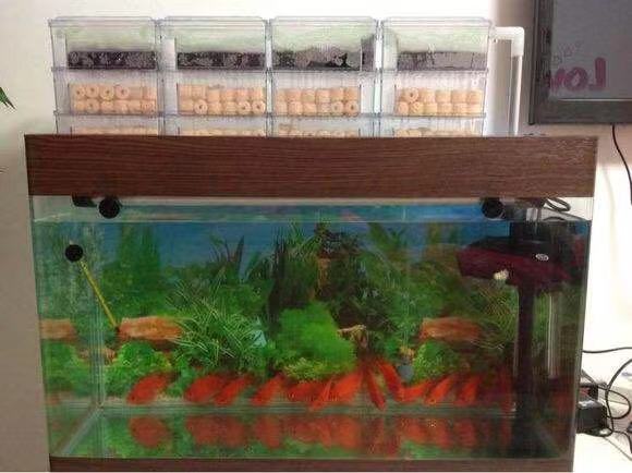 鱼缸养锦鲤鱼技术大全,缸养小锦鲤鱼的基本方法