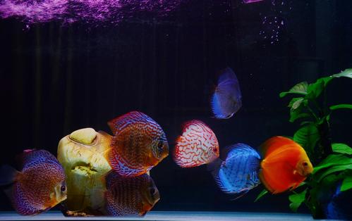 铺底砂养七彩神仙鱼造景,七彩神仙鱼缸造景效果图