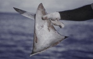 海霸之殇——鱼翅