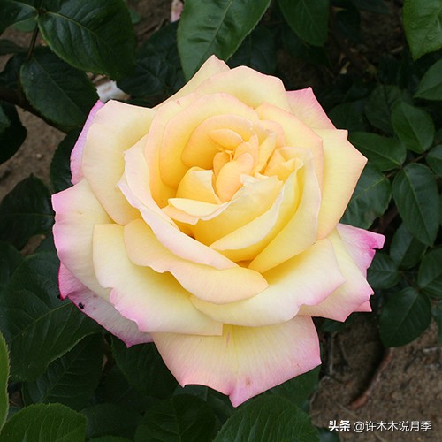 20款大花浓香的月季,好看好养四季开花的月季