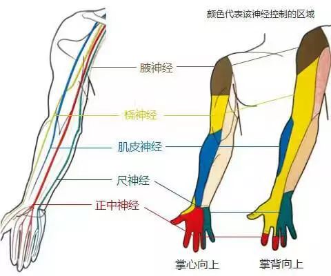 手发麻是颈椎的问题还是风湿,手麻疼是冰冷的是什么原因