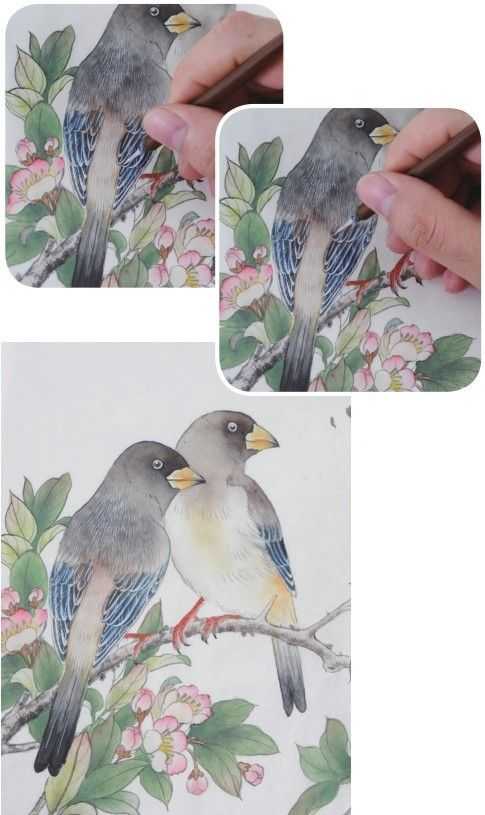 蜡嘴雀工笔画,蜡嘴鸟画画教程