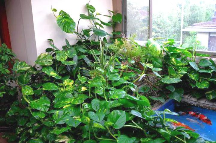 绿萝怎么打开小机关,大绿萝加入三种东西疯长