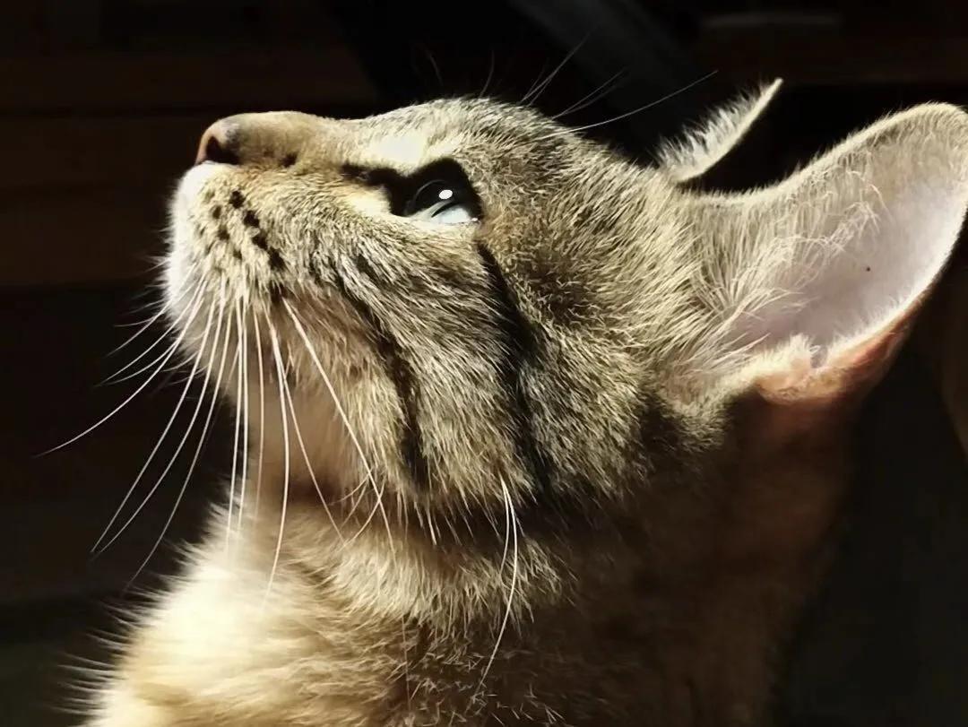 跟着我们猫狗大联盟，你会有喵的！黄阿姨猫咪领养专场