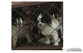 路边奄奄一息的狗狗泰迪,路边奄奄一息小狗