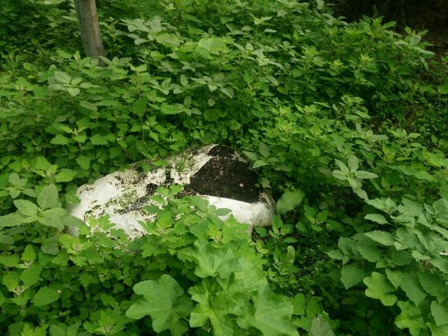 为什么南瓜苗会枯萎死,南瓜苗移栽后长得很慢是什么原因