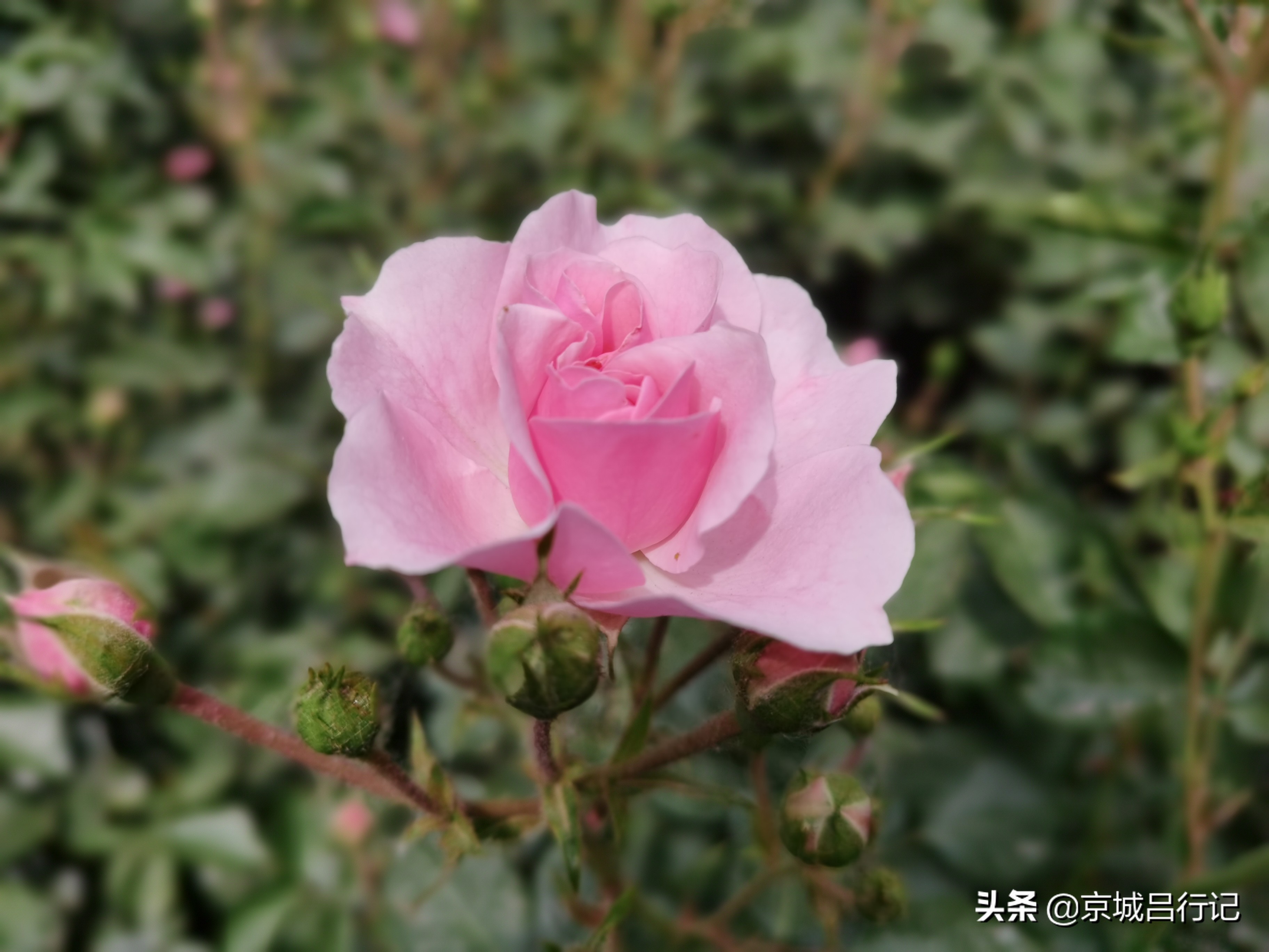 公园拍摄的月季花图片,在公园拍的牡丹花