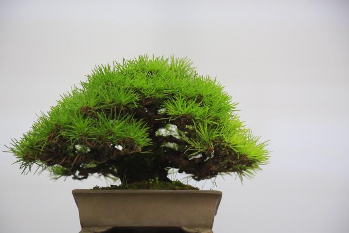 高压繁殖技术在树木盆景繁育中的作用和盆景高压繁殖技术操作手法