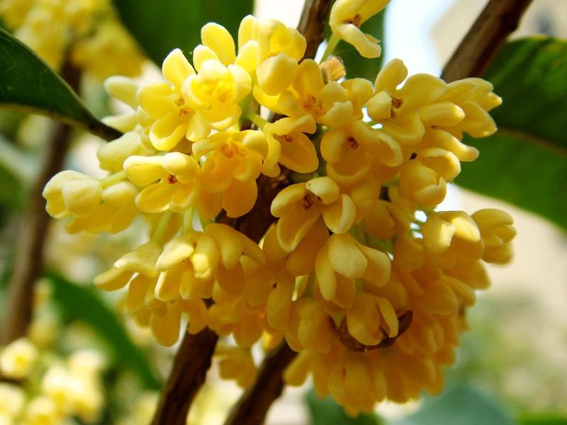 中国三十种名花图片大全,中国十大名花及花卉文化