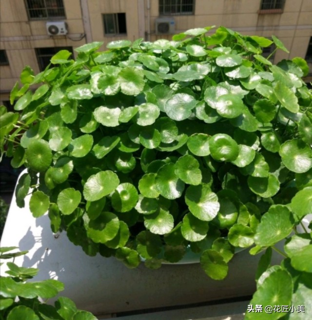 铜钱草长得东倒西歪是怎么回事啊,铜钱草东倒西歪的是因为什么