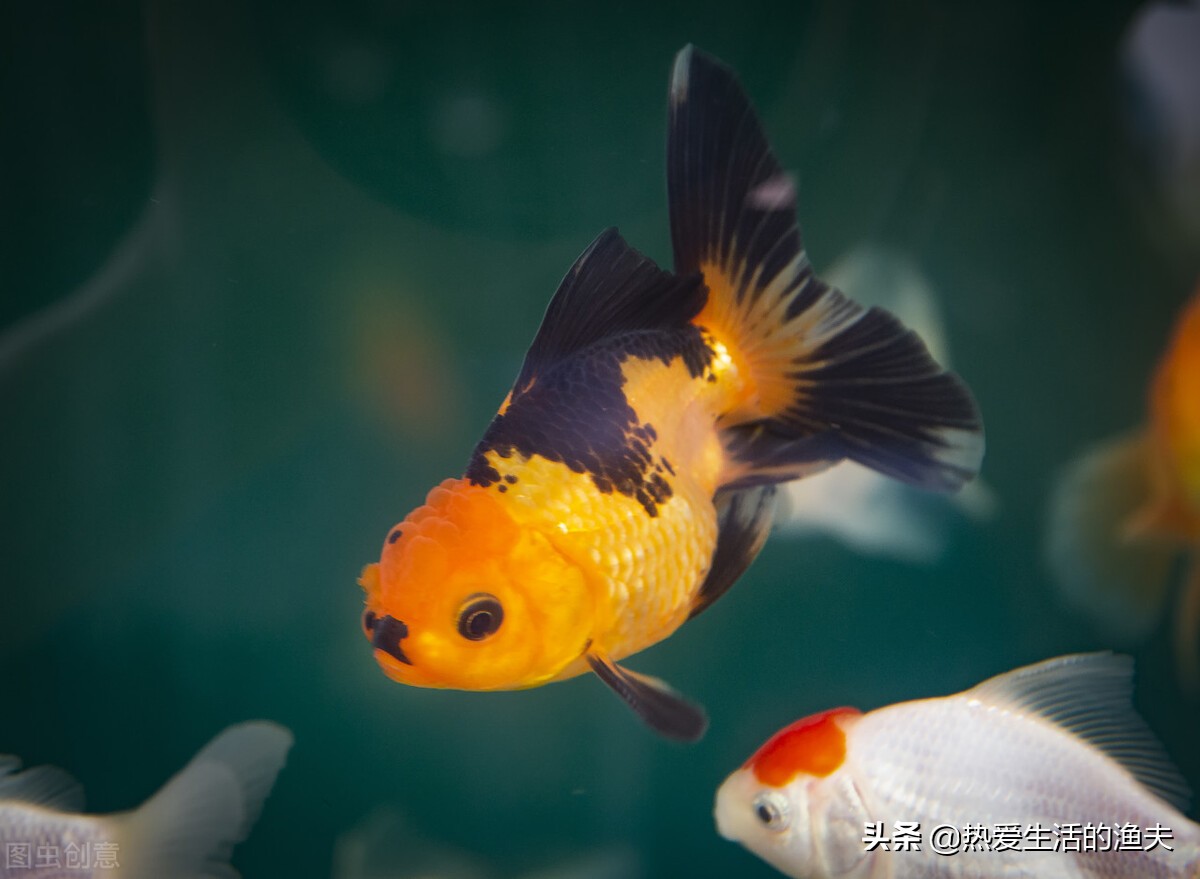 金鱼身上长一层白的是不是水霉,金鱼得了水霉没有加热棒怎么办