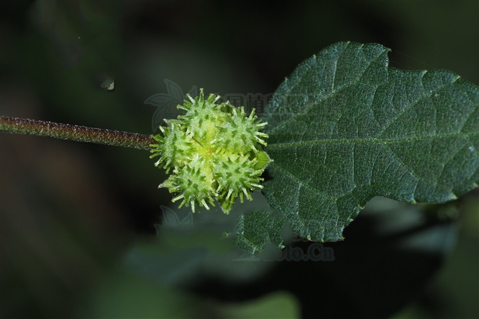 梵天花是复叶吗,梵天花的功效图片大全