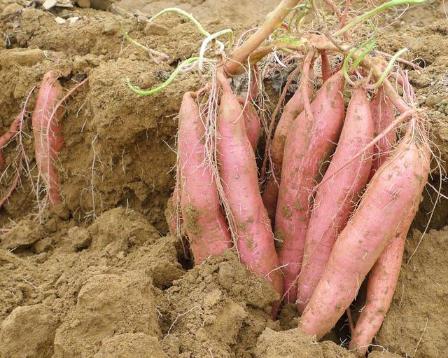 种植红薯要高产该怎么办,农民种红薯怎样育苗