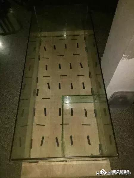 丛林造景黄缘龟池设计图大全,龟宝宝黄缘龟生态缸造景教程