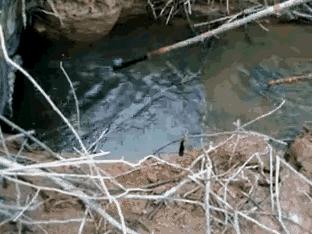 三男子非法电鱼南京,3名男子非法捕鱼600余斤