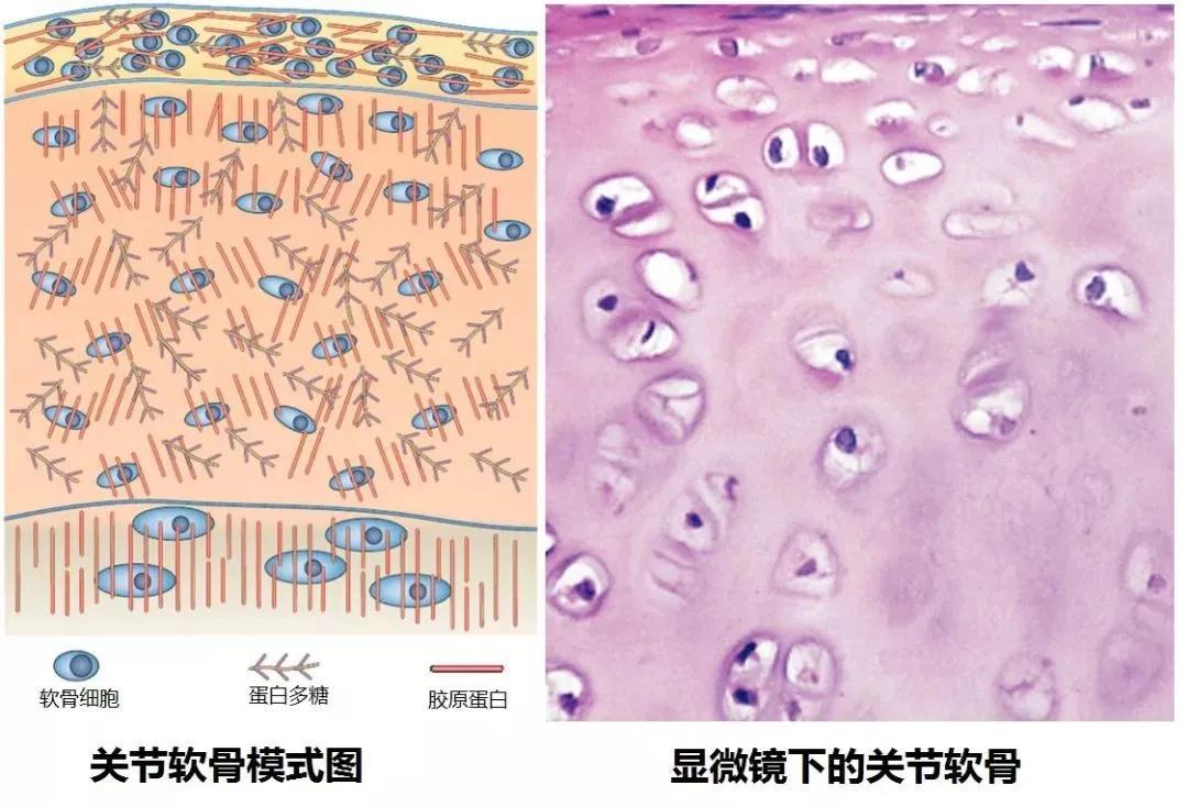 雏鸡跛脚是什么原因,雏鸡勾脖子蹲腿是什么病