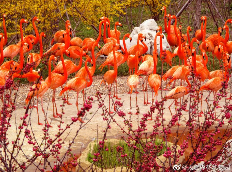 海滩再现绝美荧光海宛如蓝色星河,成都荧光海滩