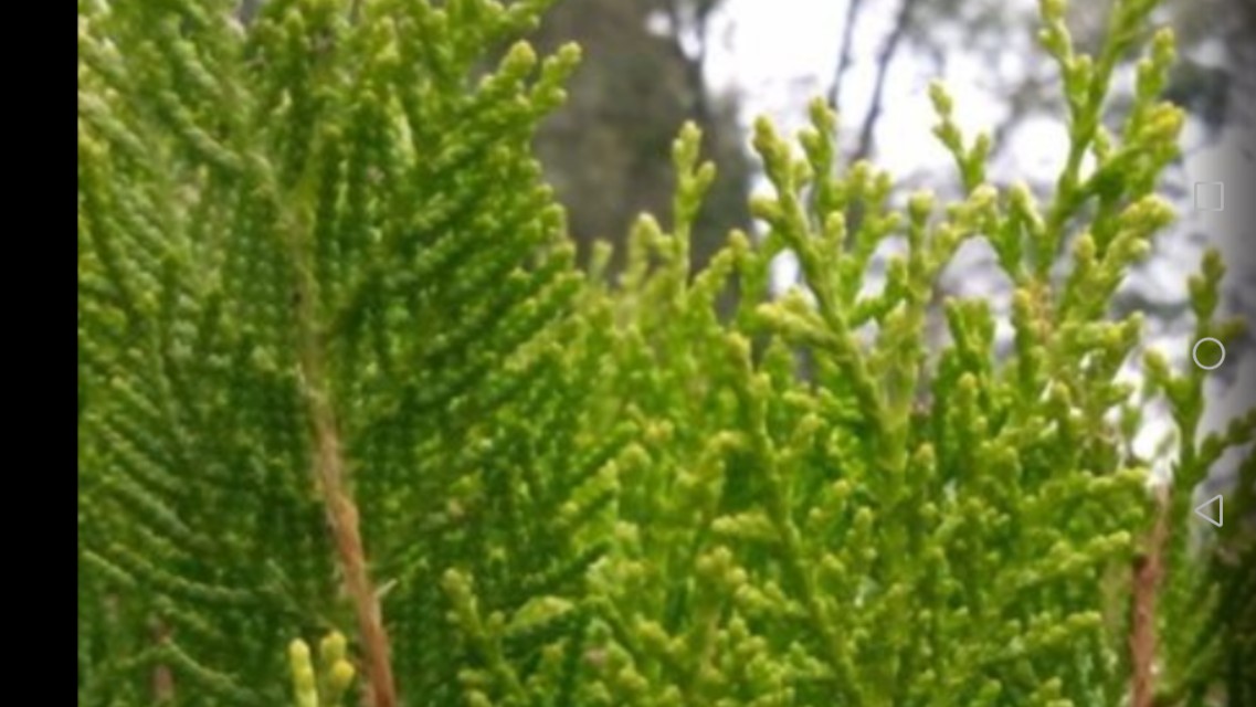 家里常见的果树有哪些,这些树千万不能栽在家门口