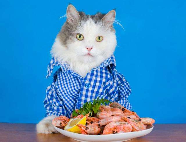 铲屎官必知判断猫咪生病的症状,人对猫咪过敏的症状