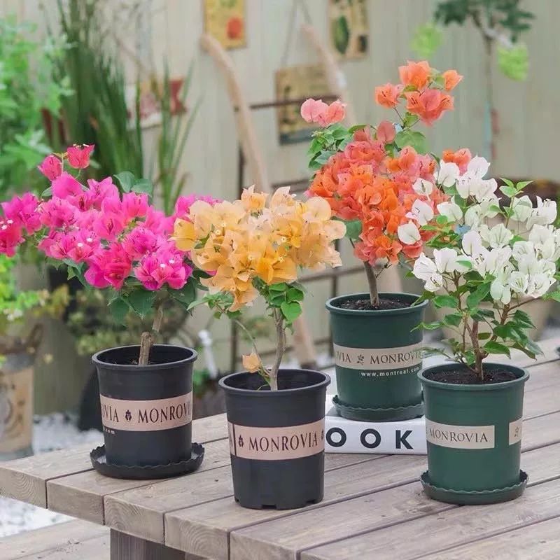 高级好看易养的花卉,最漂亮最迷人的大丽花图片