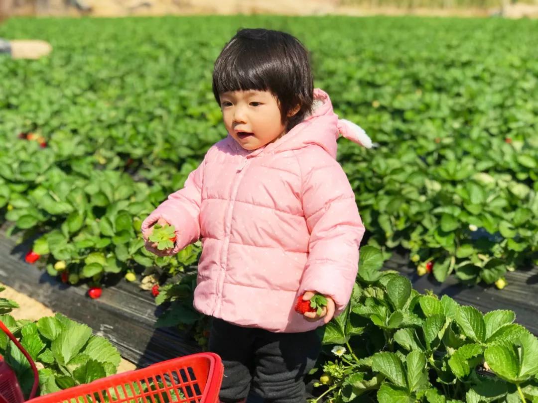 实现草莓自由去草莓园,西樵太平草莓采摘园