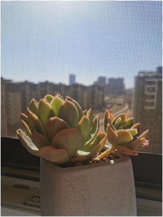 多肉虐我千百遍，我待多肉如初恋